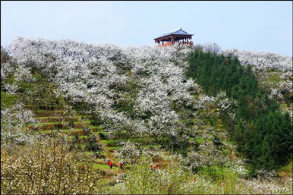 【春天，广西桂林灌阳县向您发出邀请！】我们在灌阳看梨花 - 游山玩水 - 张家界生活社区 - 张家界28生活网 zjj.28life.net