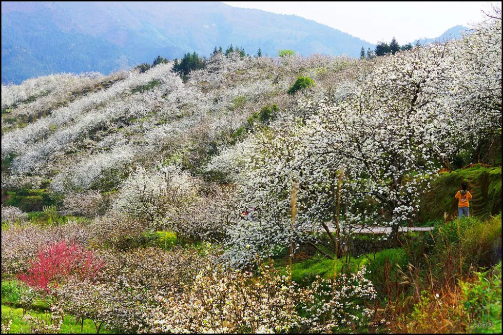 【春天，广西桂林灌阳县向您发出邀请！】我们在灌阳看梨花 - 游山玩水 - 张家界生活社区 - 张家界28生活网 zjj.28life.net