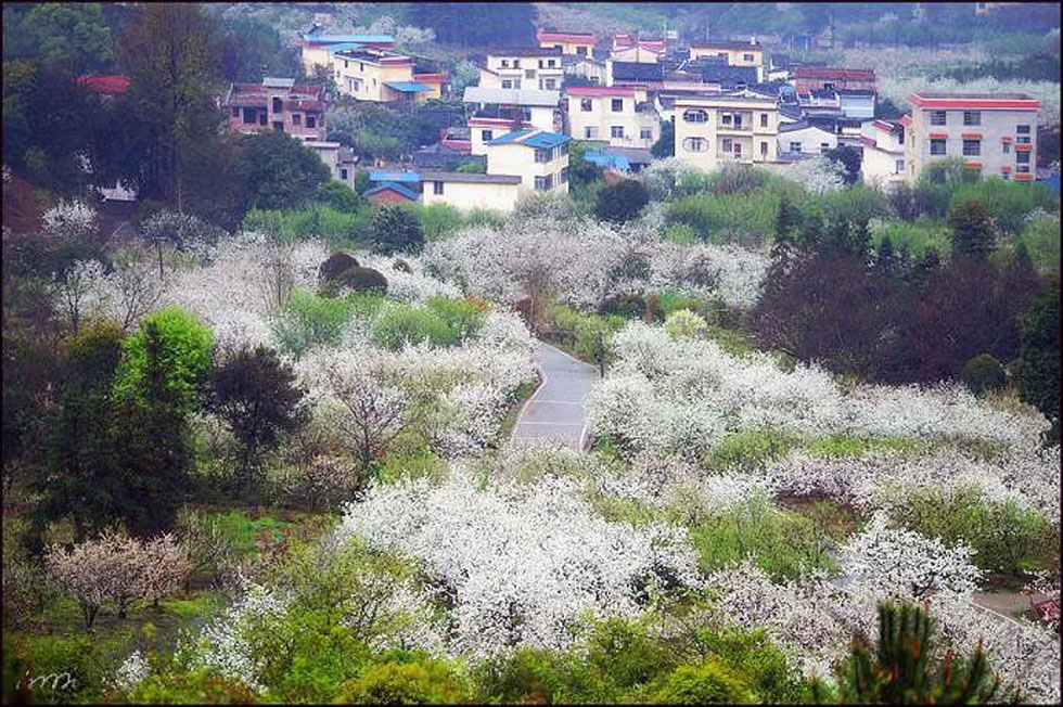 【春天，广西桂林灌阳县向您发出邀请！】我们在灌阳看梨花 - 游山玩水 - 张家界生活社区 - 张家界28生活网 zjj.28life.net