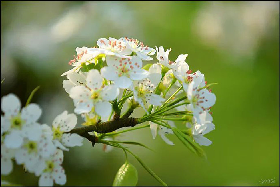 【春天，广西桂林灌阳县向您发出邀请！】我们在灌阳看梨花 - 游山玩水 - 张家界生活社区 - 张家界28生活网 zjj.28life.net
