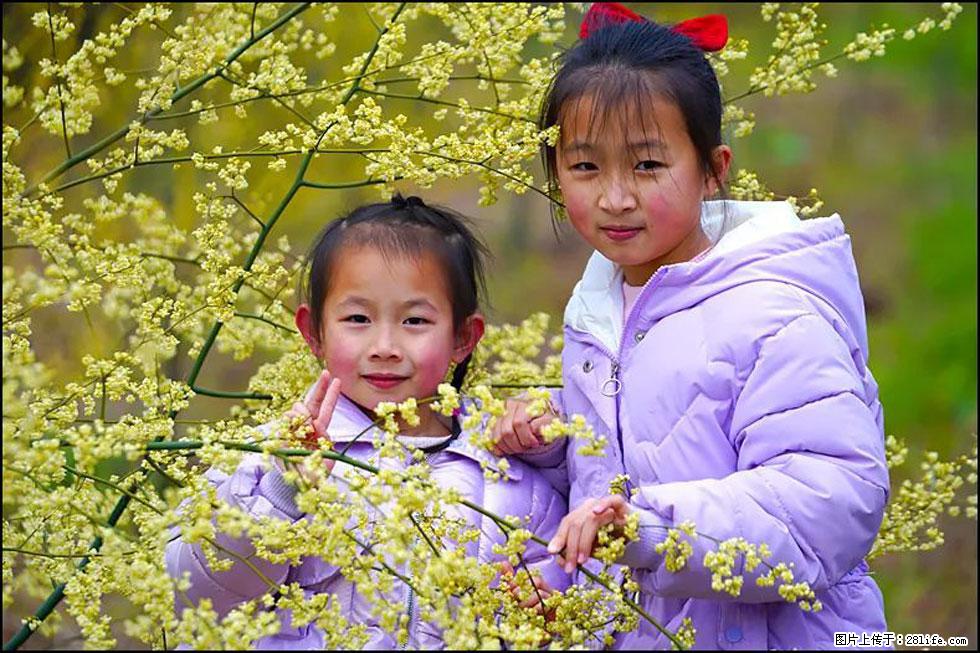 【春天，广西桂林灌阳县向您发出邀请！】米珠山前有片山苍子花在飘香 - 游山玩水 - 张家界生活社区 - 张家界28生活网 zjj.28life.net