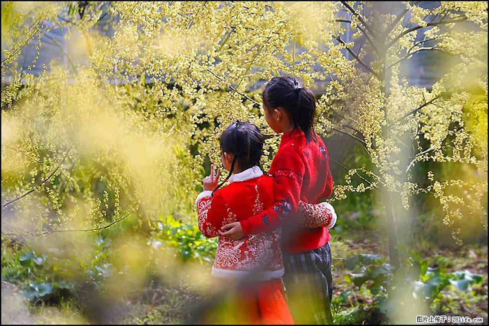 【春天，广西桂林灌阳县向您发出邀请！】米珠山前有片山苍子花在飘香 - 游山玩水 - 张家界生活社区 - 张家界28生活网 zjj.28life.net