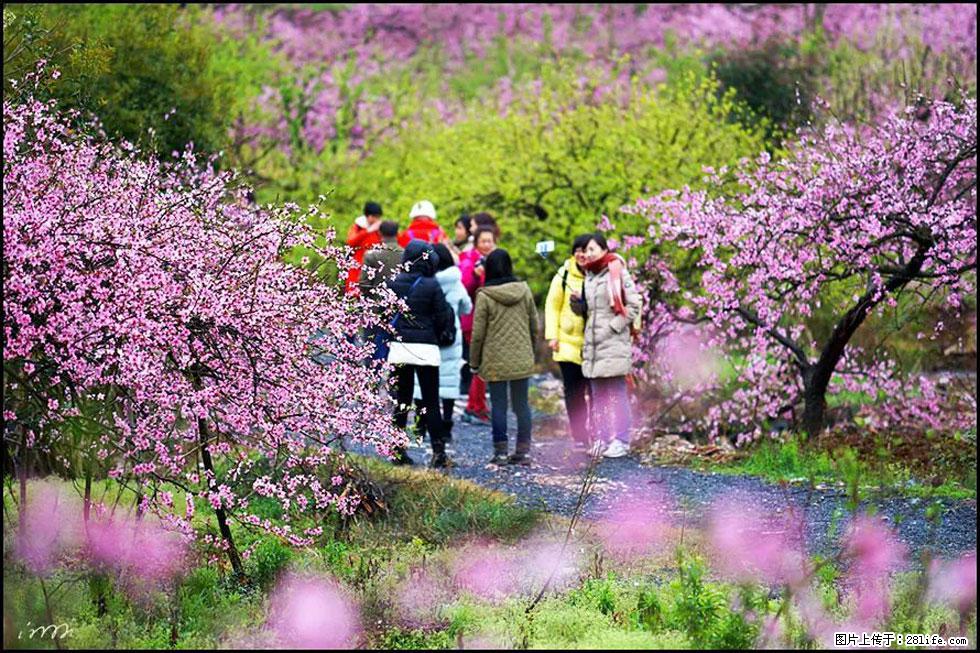 【春天，广西桂林灌阳县向您发出邀请！】官庄村有个醉美的桃花园 - 游山玩水 - 张家界生活社区 - 张家界28生活网 zjj.28life.net