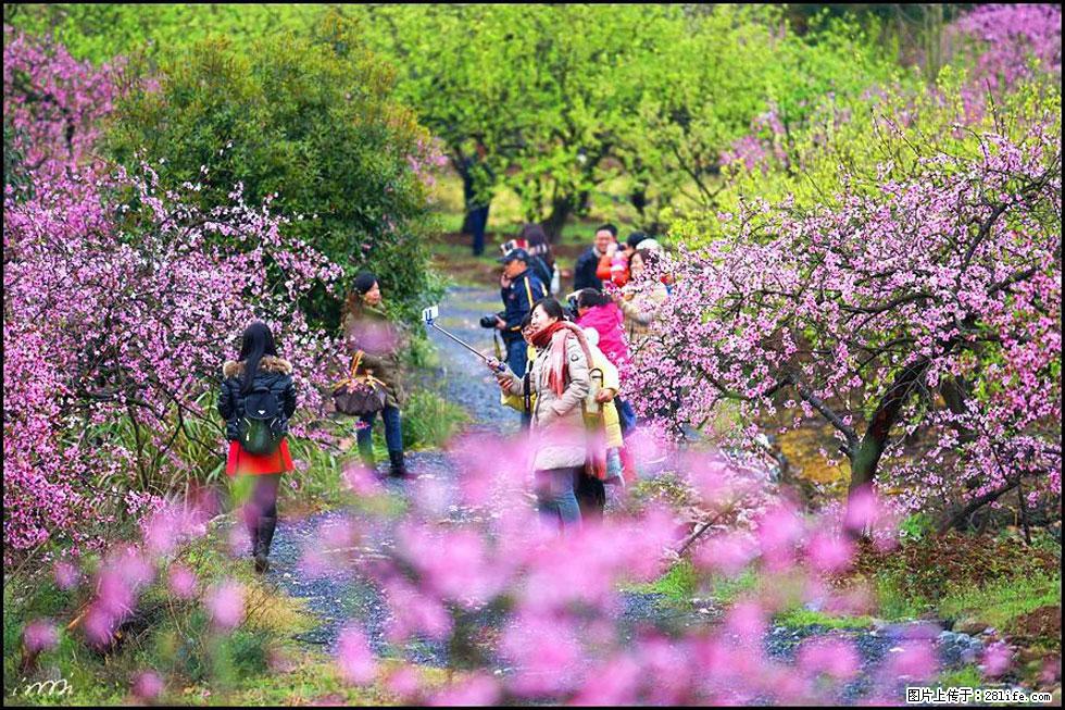 【春天，广西桂林灌阳县向您发出邀请！】官庄村有个醉美的桃花园 - 游山玩水 - 张家界生活社区 - 张家界28生活网 zjj.28life.net