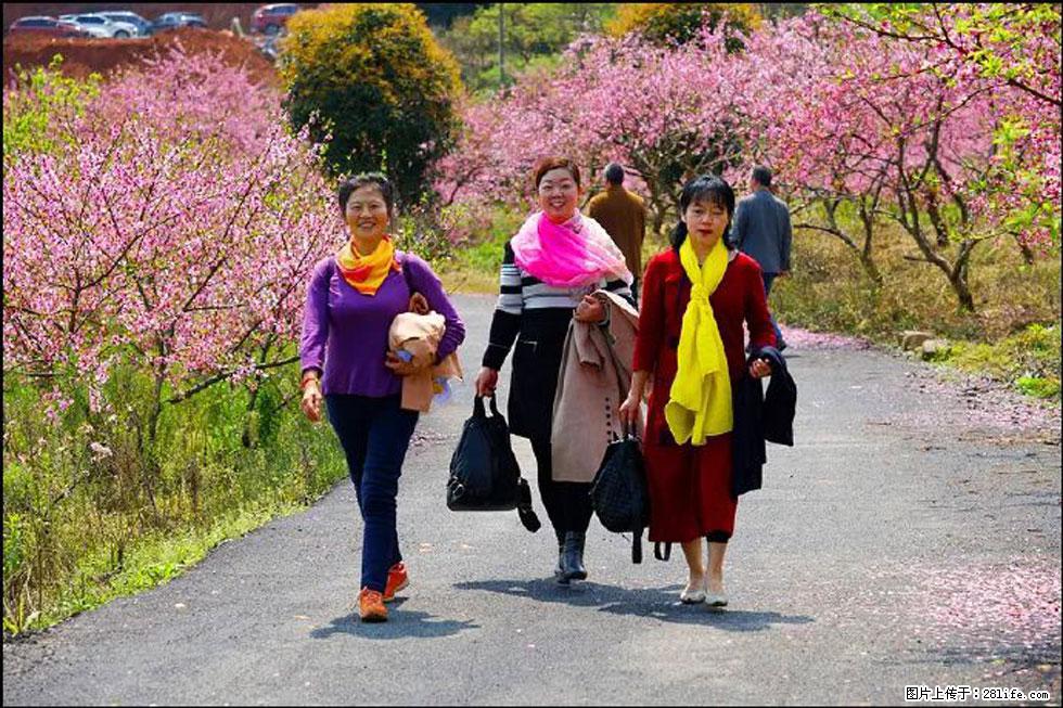 【春天，广西桂林灌阳县向您发出邀请！】官庄村有个醉美的桃花园 - 游山玩水 - 张家界生活社区 - 张家界28生活网 zjj.28life.net