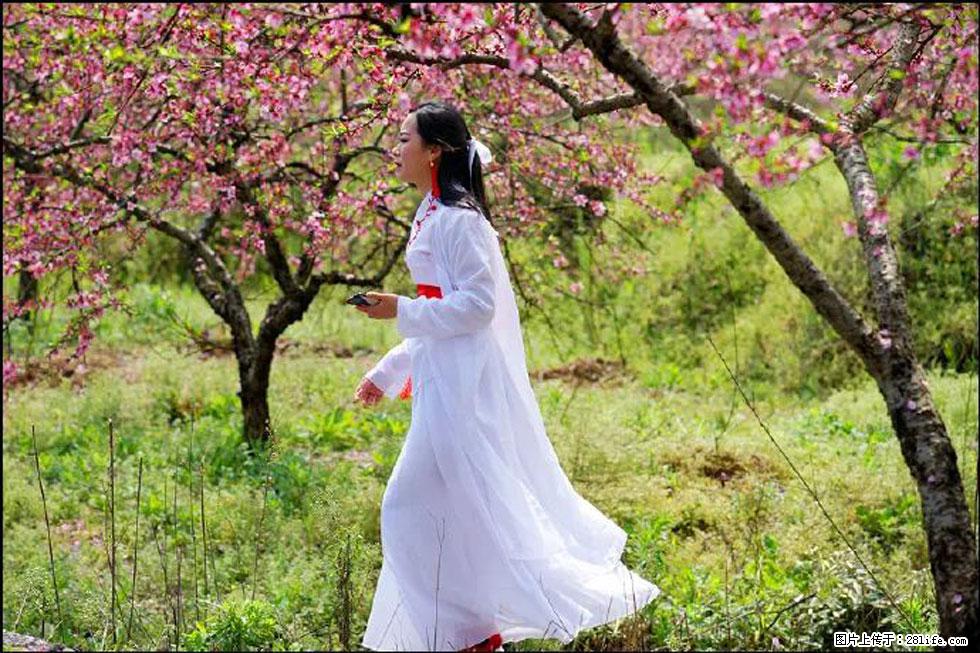 【春天，广西桂林灌阳县向您发出邀请！】官庄村有个醉美的桃花园 - 游山玩水 - 张家界生活社区 - 张家界28生活网 zjj.28life.net