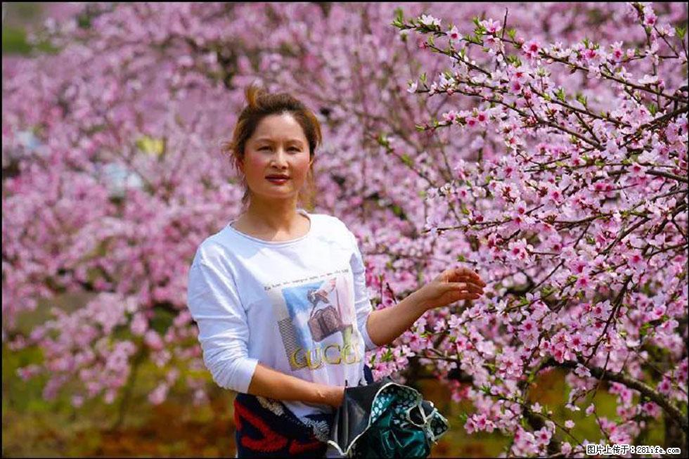 【春天，广西桂林灌阳县向您发出邀请！】官庄村有个醉美的桃花园 - 游山玩水 - 张家界生活社区 - 张家界28生活网 zjj.28life.net
