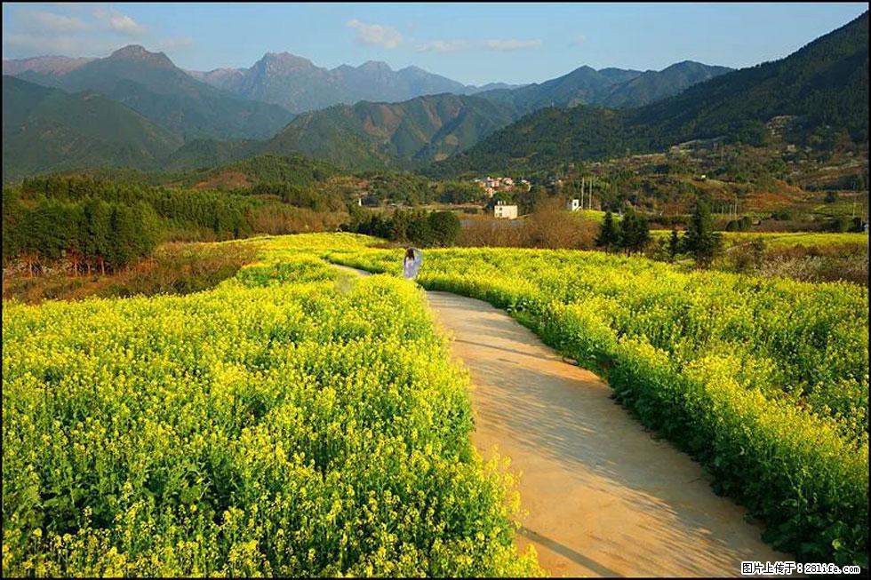 【春天，广西桂林灌阳县向您发出邀请！】长坪村油菜盛情花开 - 游山玩水 - 张家界生活社区 - 张家界28生活网 zjj.28life.net