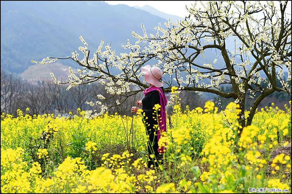 【春天，广西桂林灌阳县向您发出邀请！】长坪村油菜盛情花开 - 游山玩水 - 张家界生活社区 - 张家界28生活网 zjj.28life.net