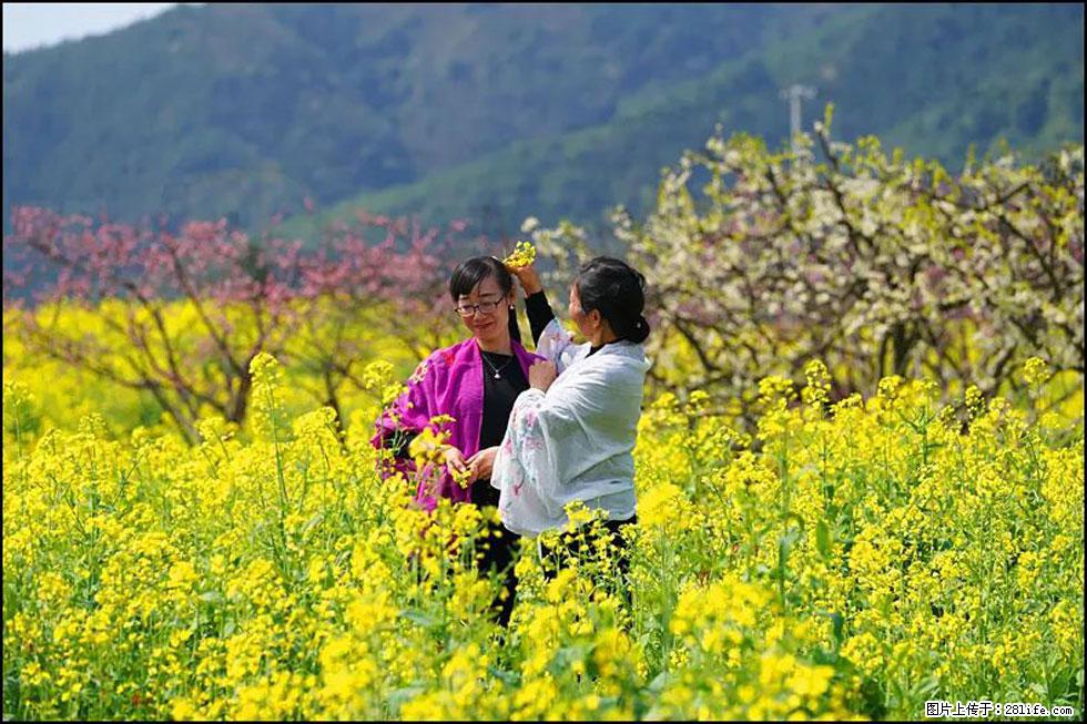 【春天，广西桂林灌阳县向您发出邀请！】长坪村油菜盛情花开 - 游山玩水 - 张家界生活社区 - 张家界28生活网 zjj.28life.net