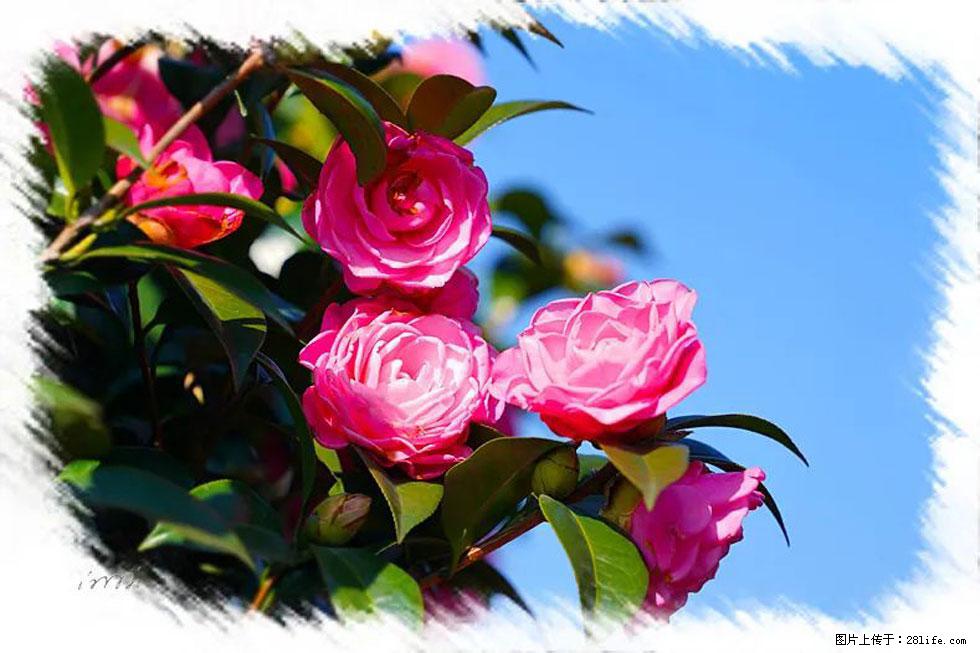 【春天，广西桂林灌阳县向您发出邀请！】杨柳井茶花惹人爱 - 游山玩水 - 张家界生活社区 - 张家界28生活网 zjj.28life.net