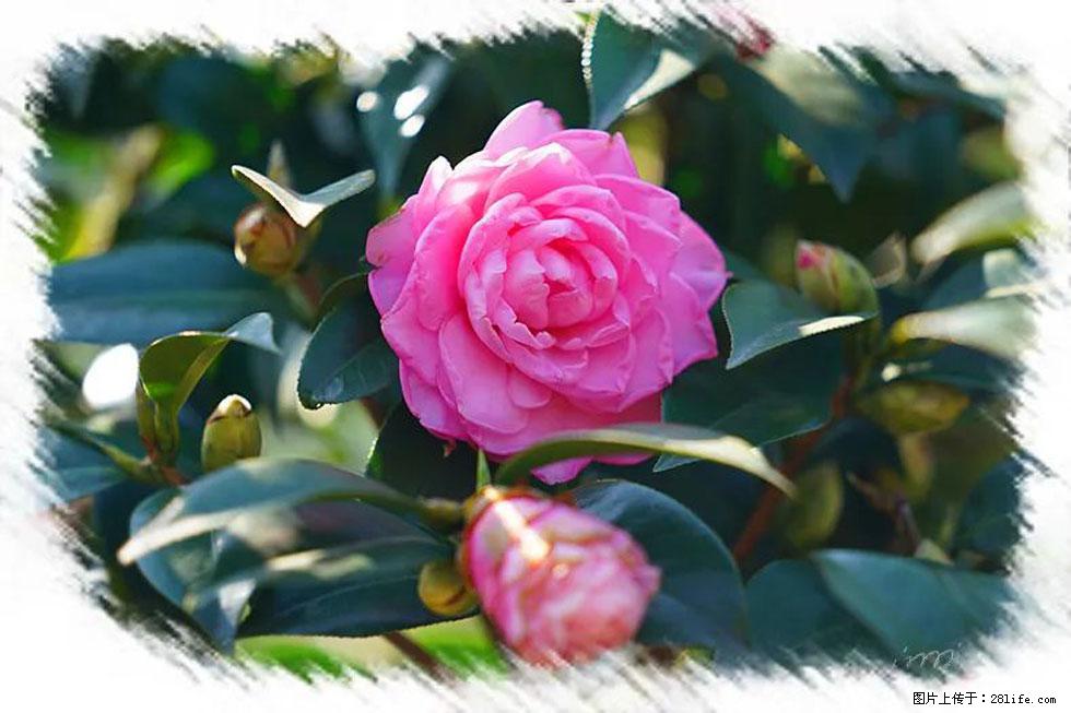 【春天，广西桂林灌阳县向您发出邀请！】杨柳井茶花惹人爱 - 游山玩水 - 张家界生活社区 - 张家界28生活网 zjj.28life.net