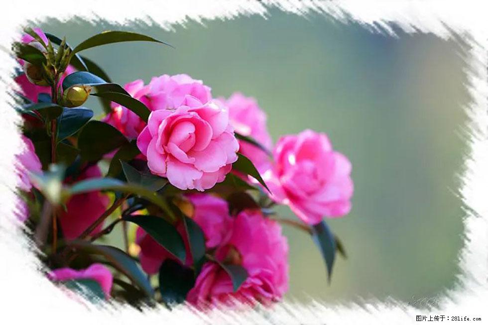 【春天，广西桂林灌阳县向您发出邀请！】杨柳井茶花惹人爱 - 游山玩水 - 张家界生活社区 - 张家界28生活网 zjj.28life.net