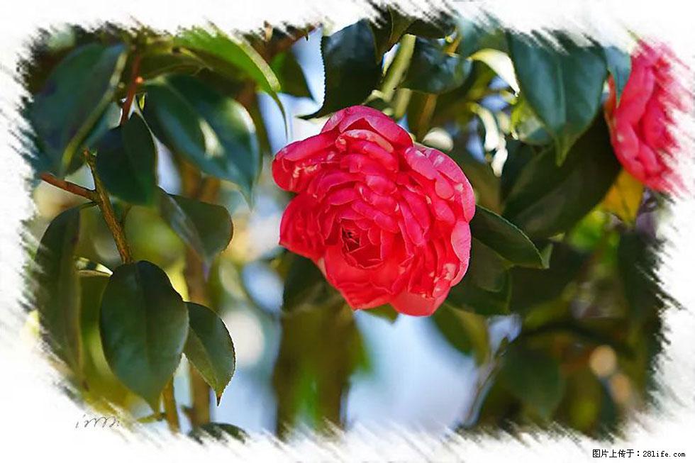 【春天，广西桂林灌阳县向您发出邀请！】杨柳井茶花惹人爱 - 游山玩水 - 张家界生活社区 - 张家界28生活网 zjj.28life.net