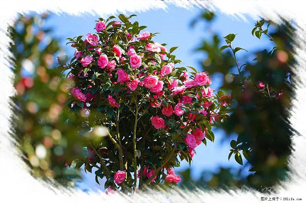 【春天，广西桂林灌阳县向您发出邀请！】杨柳井茶花惹人爱 - 游山玩水 - 张家界生活社区 - 张家界28生活网 zjj.28life.net