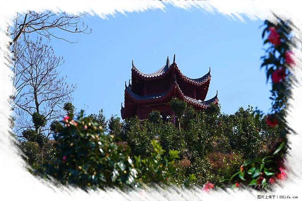 【春天，广西桂林灌阳县向您发出邀请！】杨柳井茶花惹人爱 - 游山玩水 - 张家界生活社区 - 张家界28生活网 zjj.28life.net