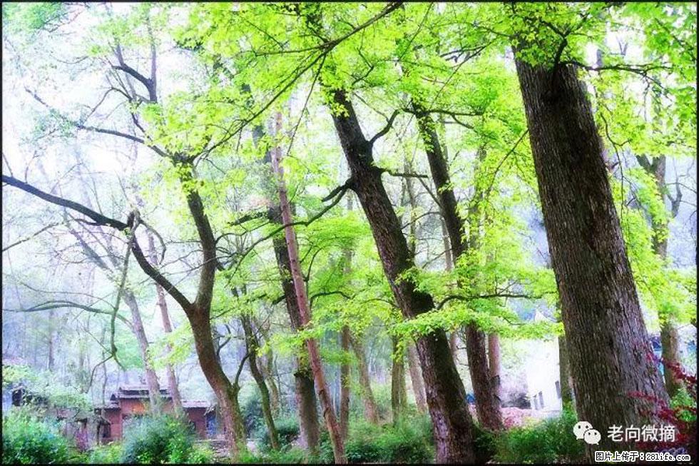 【春天，广西桂林灌阳县向您发出邀请！】在小龙村与春天约会 - 游山玩水 - 张家界生活社区 - 张家界28生活网 zjj.28life.net
