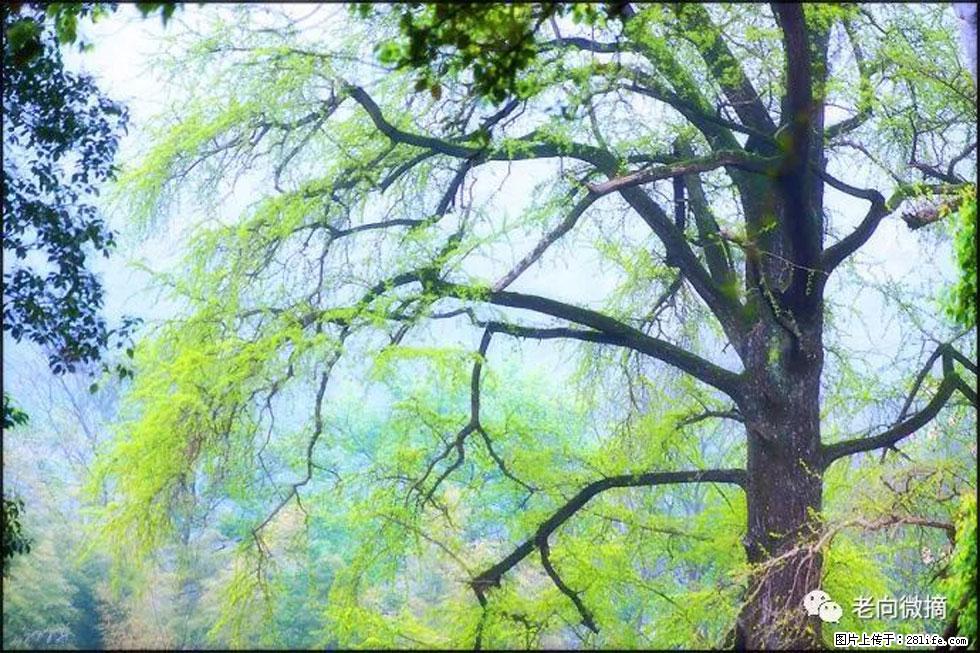 【春天，广西桂林灌阳县向您发出邀请！】在小龙村与春天约会 - 游山玩水 - 张家界生活社区 - 张家界28生活网 zjj.28life.net