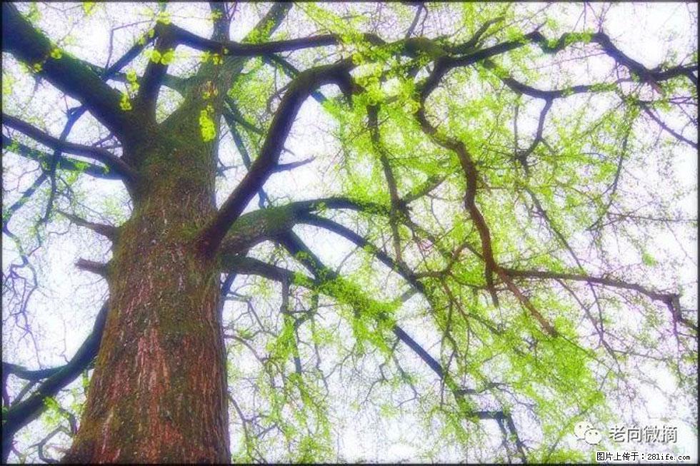 【春天，广西桂林灌阳县向您发出邀请！】在小龙村与春天约会 - 游山玩水 - 张家界生活社区 - 张家界28生活网 zjj.28life.net