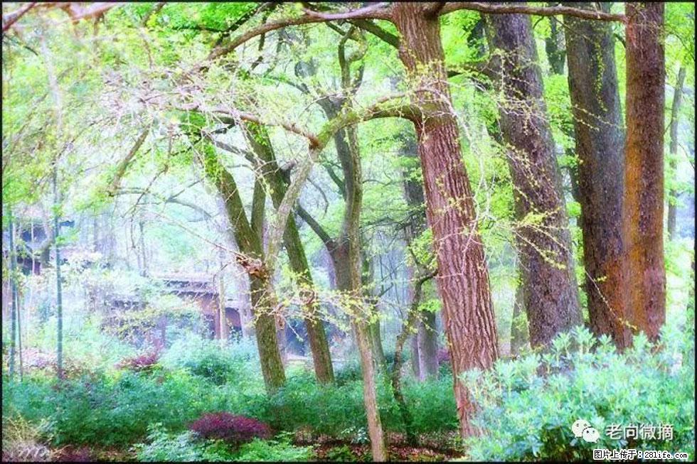 【春天，广西桂林灌阳县向您发出邀请！】在小龙村与春天约会 - 游山玩水 - 张家界生活社区 - 张家界28生活网 zjj.28life.net