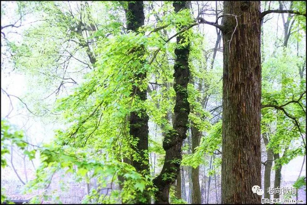 【春天，广西桂林灌阳县向您发出邀请！】在小龙村与春天约会 - 游山玩水 - 张家界生活社区 - 张家界28生活网 zjj.28life.net