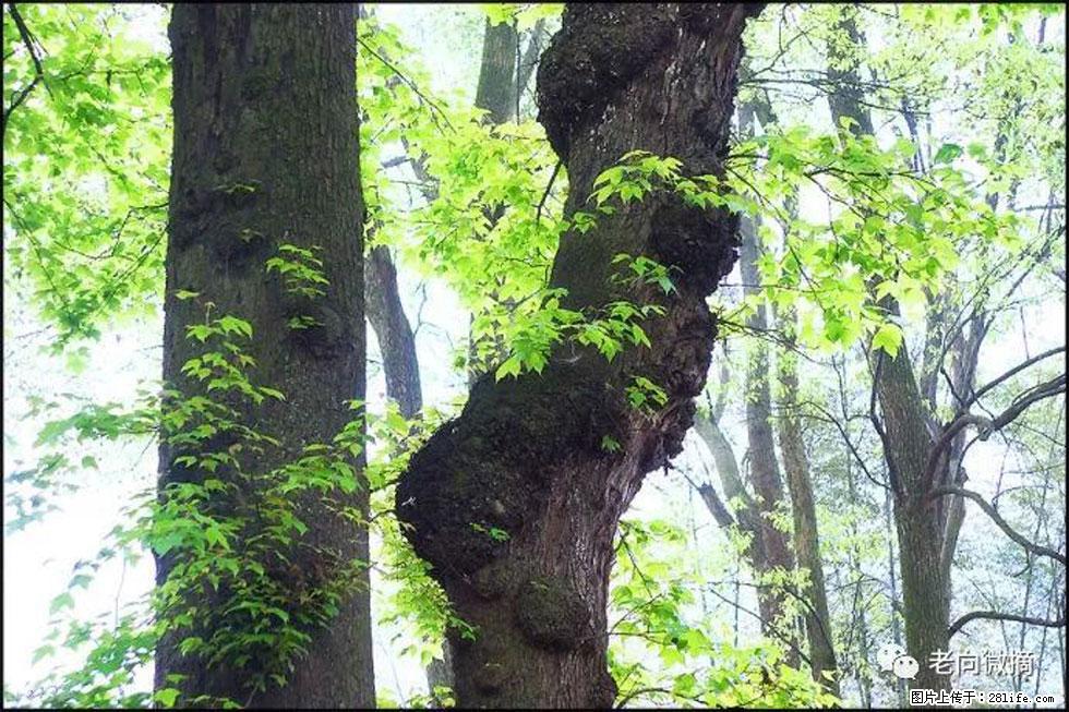 【春天，广西桂林灌阳县向您发出邀请！】在小龙村与春天约会 - 游山玩水 - 张家界生活社区 - 张家界28生活网 zjj.28life.net