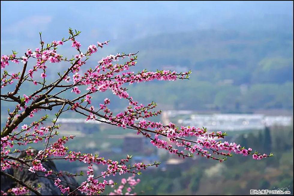 【春天，广西桂林灌阳县向您发出邀请！】望月岭上桃花开 - 游山玩水 - 张家界生活社区 - 张家界28生活网 zjj.28life.net