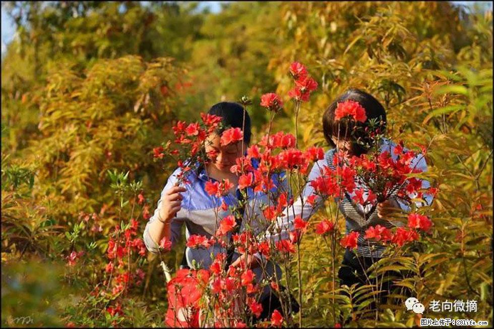 【春天，广西桂林灌阳县向您发出邀请！】登麒麟山，相约映山红 - 游山玩水 - 张家界生活社区 - 张家界28生活网 zjj.28life.net