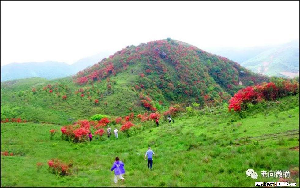 【春天，广西桂林灌阳县向您发出邀请！】宝盖山上映山红 - 游山玩水 - 张家界生活社区 - 张家界28生活网 zjj.28life.net