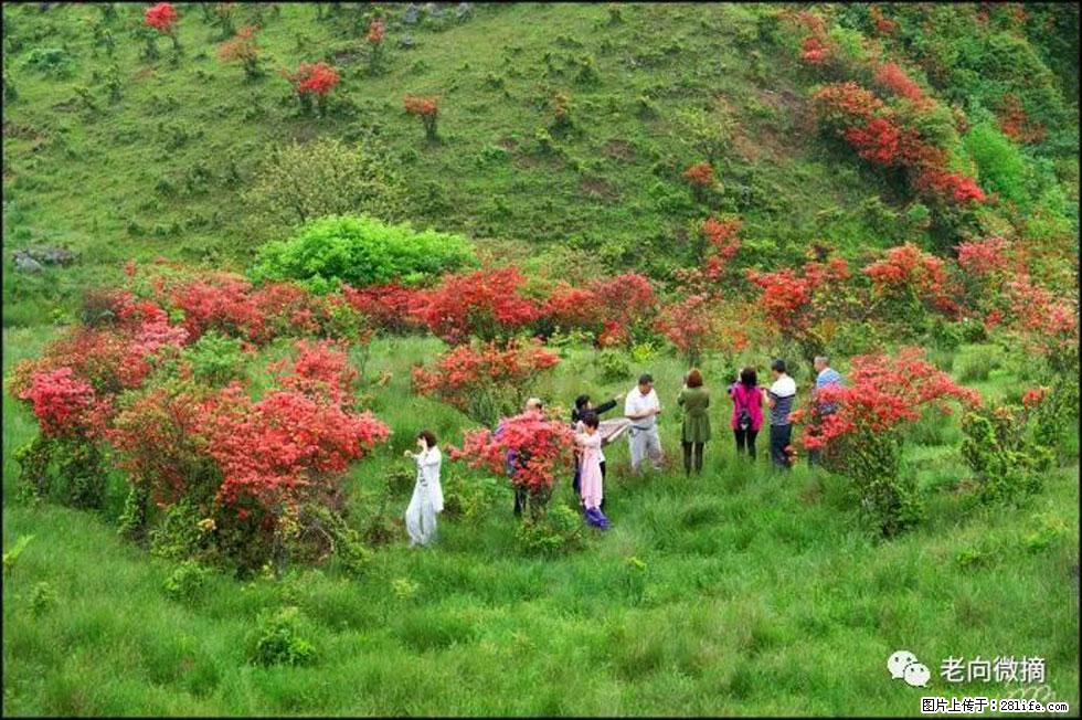 【春天，广西桂林灌阳县向您发出邀请！】宝盖山上映山红 - 游山玩水 - 张家界生活社区 - 张家界28生活网 zjj.28life.net