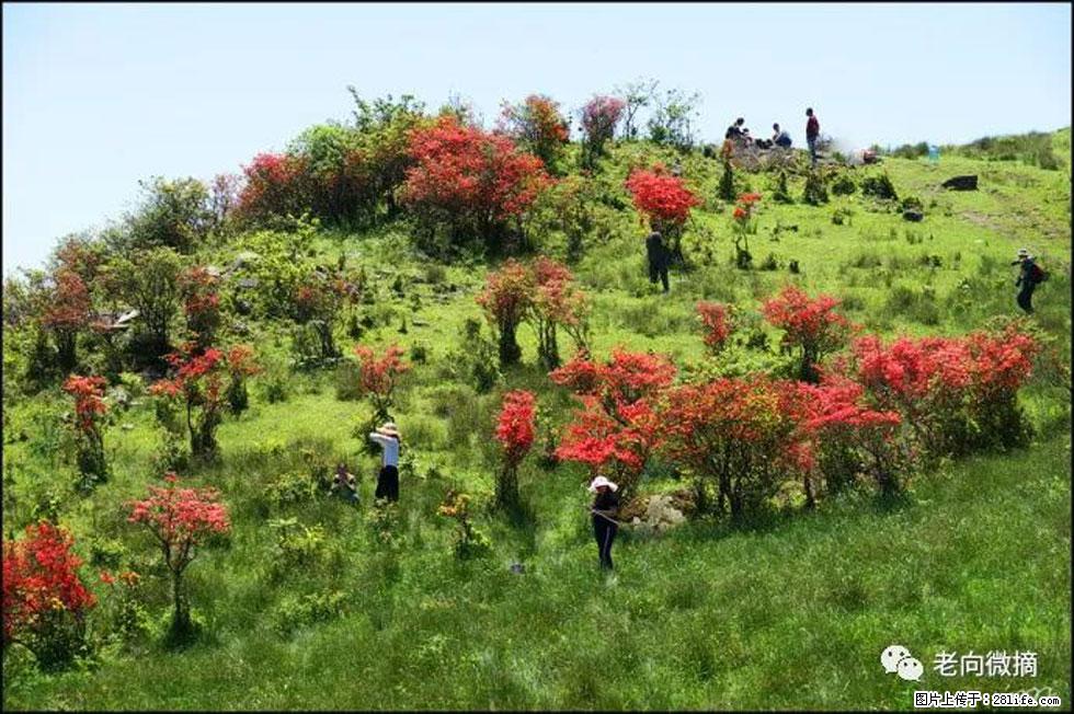 【春天，广西桂林灌阳县向您发出邀请！】宝盖山上映山红 - 游山玩水 - 张家界生活社区 - 张家界28生活网 zjj.28life.net