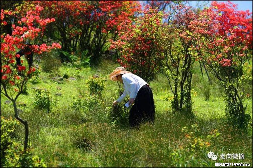 【春天，广西桂林灌阳县向您发出邀请！】宝盖山上映山红 - 游山玩水 - 张家界生活社区 - 张家界28生活网 zjj.28life.net