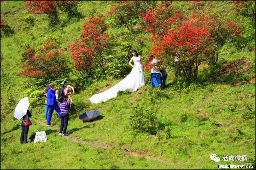 【春天，广西桂林灌阳县向您发出邀请！】宝盖山上映山红 - 游山玩水 - 张家界生活社区 - 张家界28生活网 zjj.28life.net