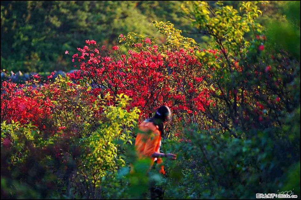 【春天，广西桂林灌阳县向您发出邀请！】春木界上映山红 - 游山玩水 - 张家界生活社区 - 张家界28生活网 zjj.28life.net