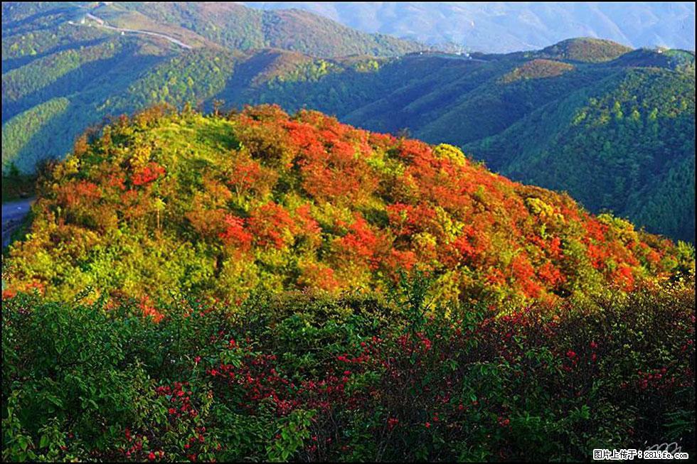 【春天，广西桂林灌阳县向您发出邀请！】春木界上映山红 - 游山玩水 - 张家界生活社区 - 张家界28生活网 zjj.28life.net