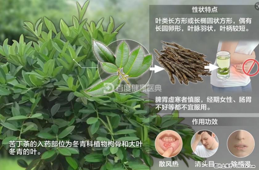 苦丁茶有哪些功效和作用 - 生活百科 - 张家界生活社区 - 张家界28生活网 zjj.28life.net