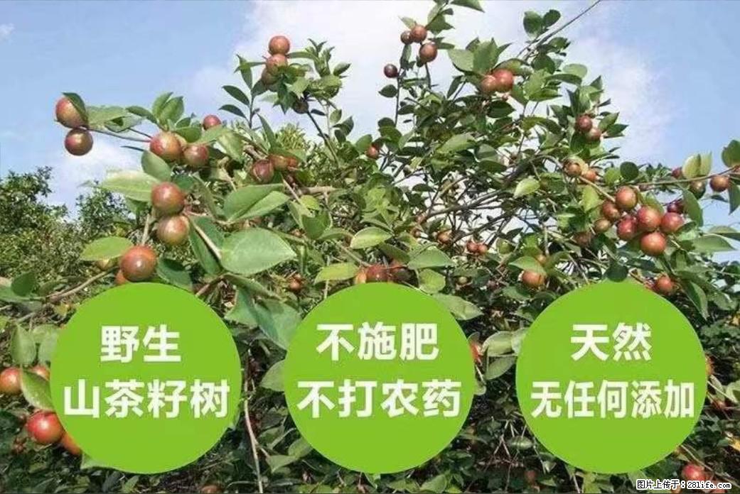 【灌阳县油茶产业示范区】一个有着充实的精神生活的人，对待身外之物自会有一种淡泊的态度 - 美食天地 - 张家界生活社区 - 张家界28生活网 zjj.28life.net