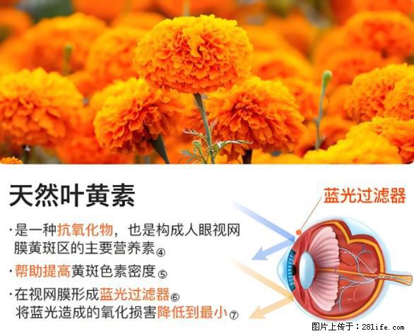 叶黄素有什么功效和作用 - 生活百科 - 张家界生活社区 - 张家界28生活网 zjj.28life.net