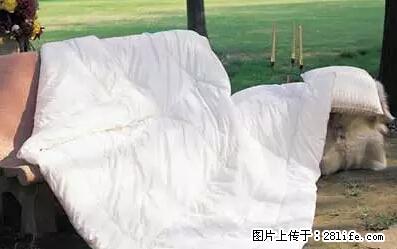 被子有异味？只要这样做，比晒太阳还强100倍！ - 家居生活 - 张家界生活社区 - 张家界28生活网 zjj.28life.net