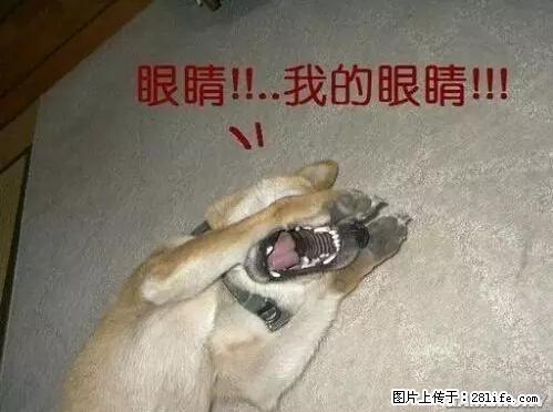 笑癫了！一女的怀孕三年未生，他终于忍不住了... - 娱乐八卦 - 张家界生活社区 - 张家界28生活网 zjj.28life.net