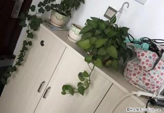(单间出租)大勇桥高盛澧园旁山水印象精装修单身公寓出租拎包入住 - 张家界28生活网 zjj.28life.net