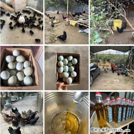 油茶园从小鸡仔开始养起的纯土鸡、土鸡蛋可以预定啦！还有前几天刚榨的纯山茶油哦 - 美食天地 - 张家界生活社区 - 张家界28生活网 zjj.28life.net