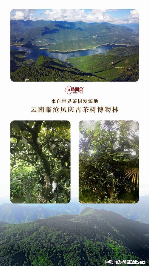 时间果百年古树2025年春红茶 - 购物交流 - 张家界生活社区 - 张家界28生活网 zjj.28life.net