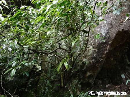 平乐石崖茶，珍贵仅次于金花茶 - 张家界生活资讯 - 张家界28生活网 zjj.28life.net