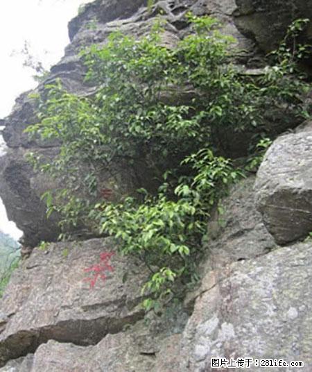 平乐石崖茶，珍贵仅次于金花茶 - 张家界生活资讯 - 张家界28生活网 zjj.28life.net