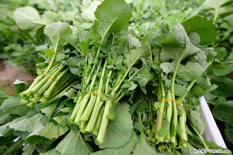 这些蔬菜是“天然钙片”，这6种被医生重点推荐 - 张家界生活资讯 - 张家界28生活网 zjj.28life.net